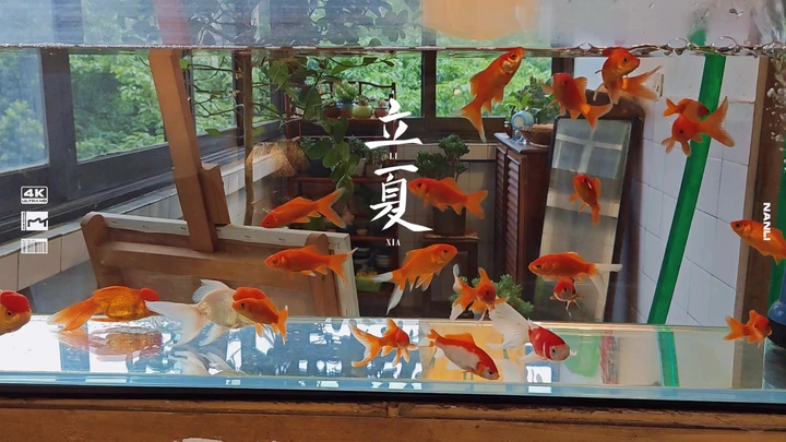 回到那个夏天