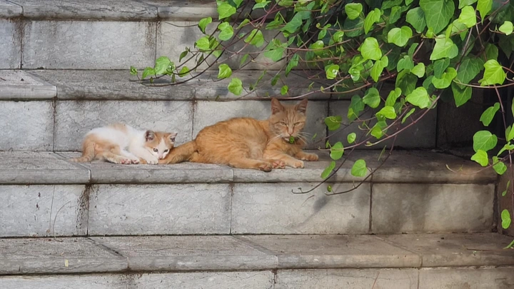 【手机摄影】戏猫猫