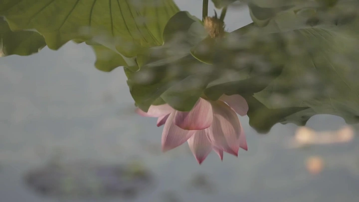 正是荷花开满池,便是人间好时节