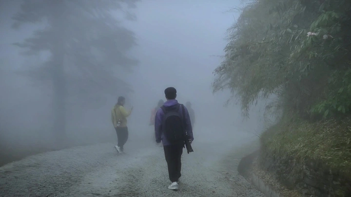 王岗坪迷雾怪树林随拍