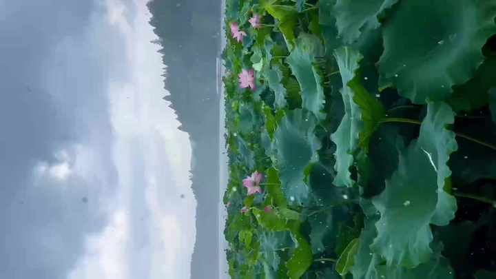雨中西湖荷塘