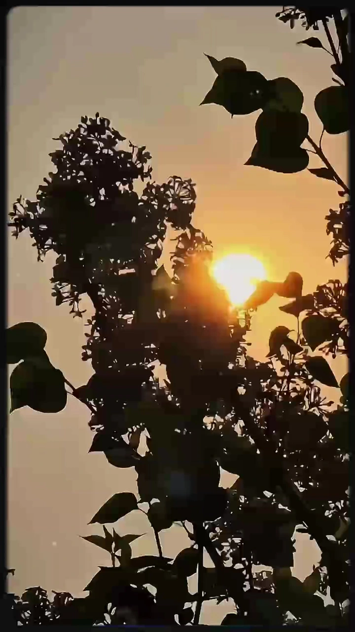 森系·春深