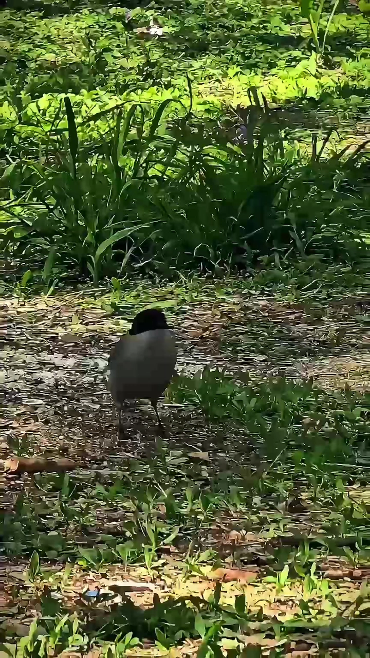 林间