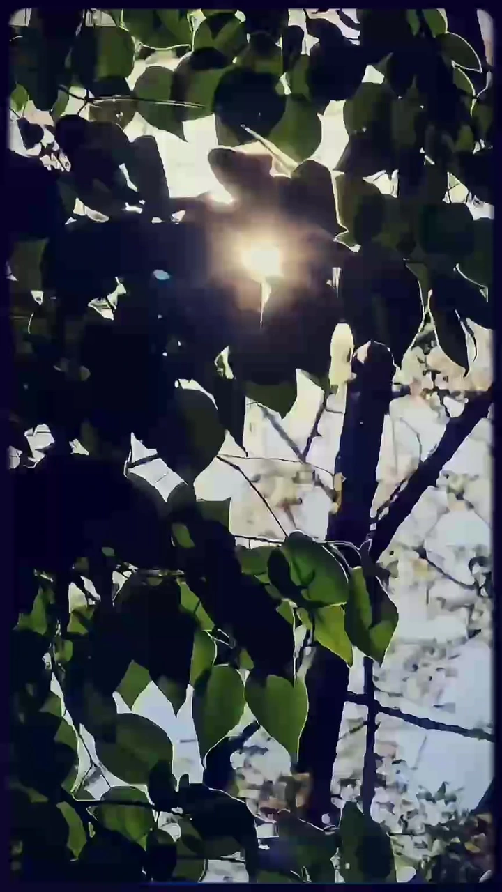悠悠夏日长