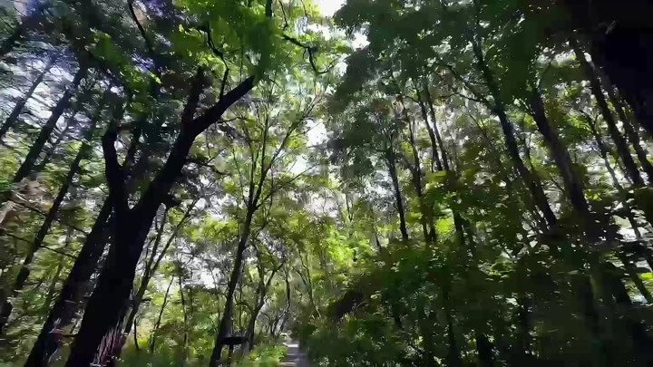 绿野仙踪
