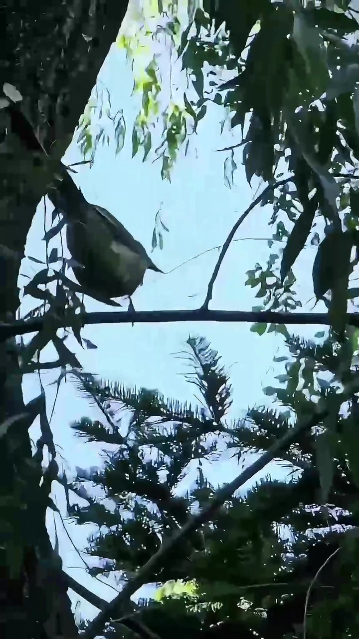 唤醒清晨