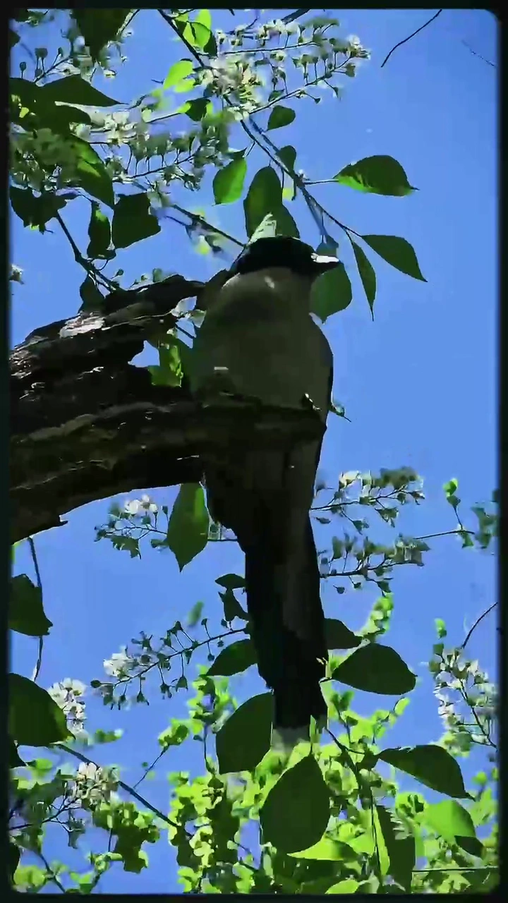 自在