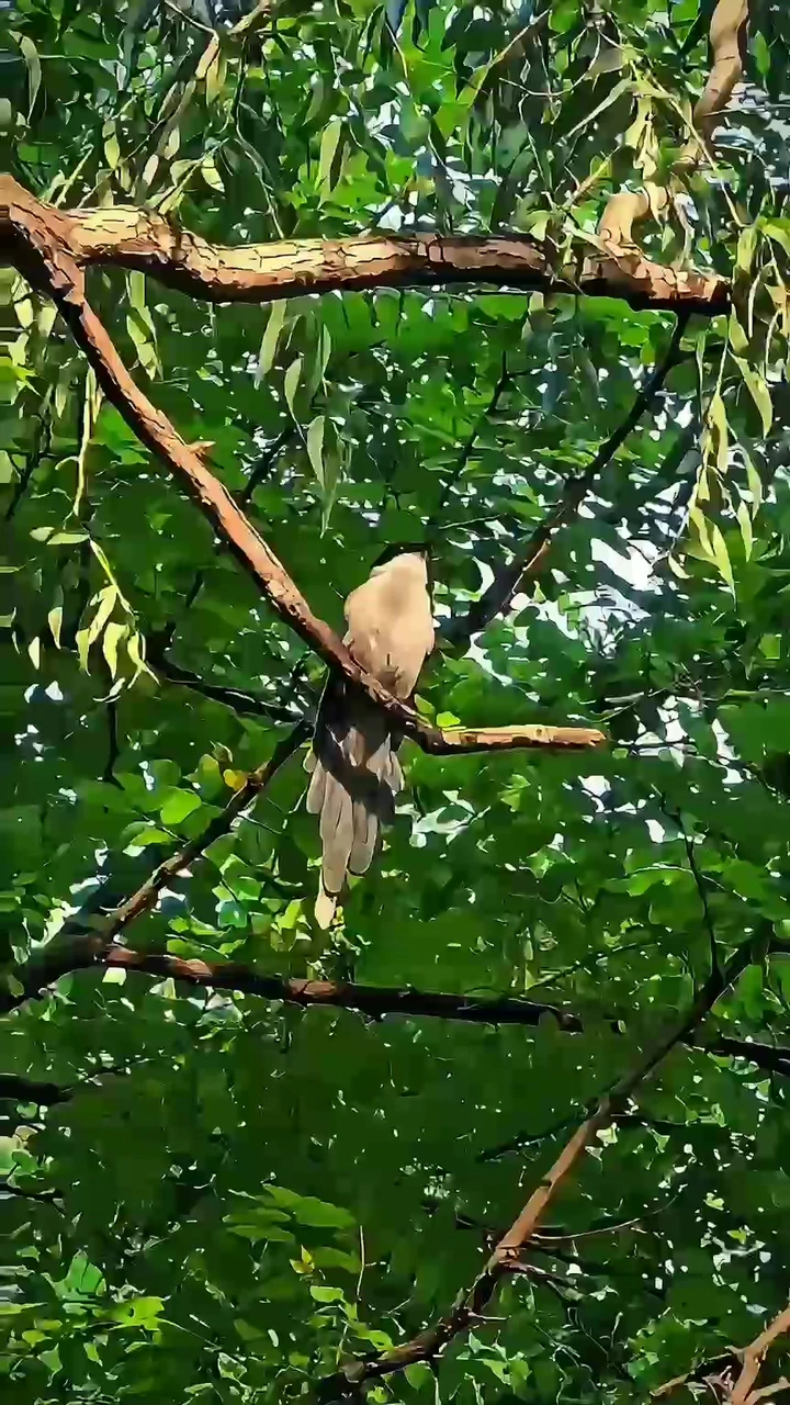 清夏