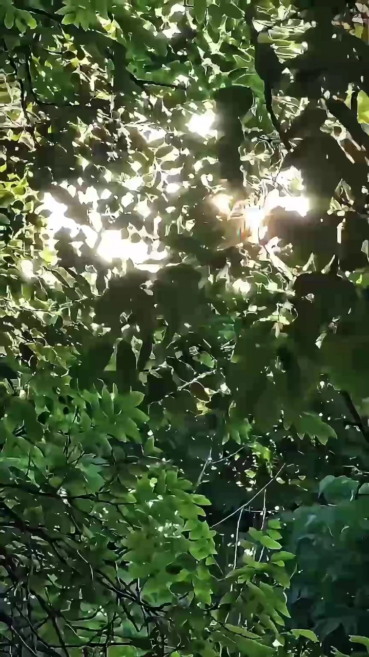 夏日晨间