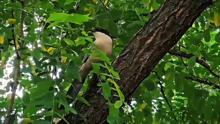 自在