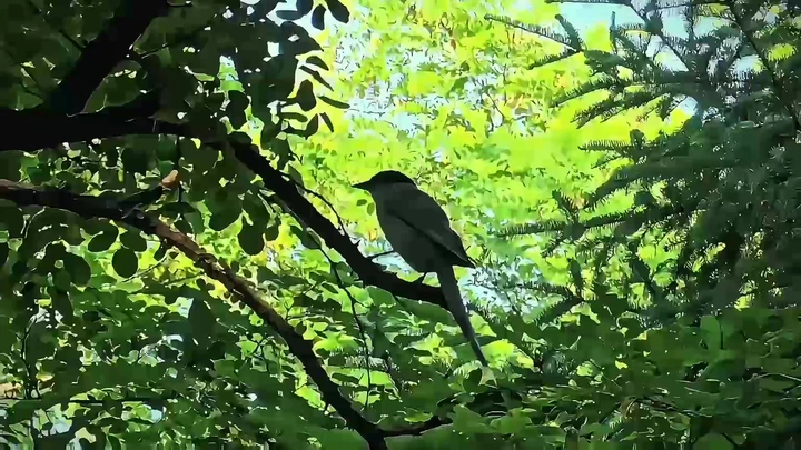 绿野仙踪