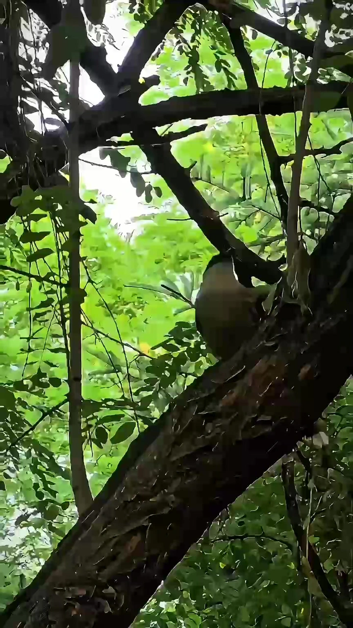 自在
