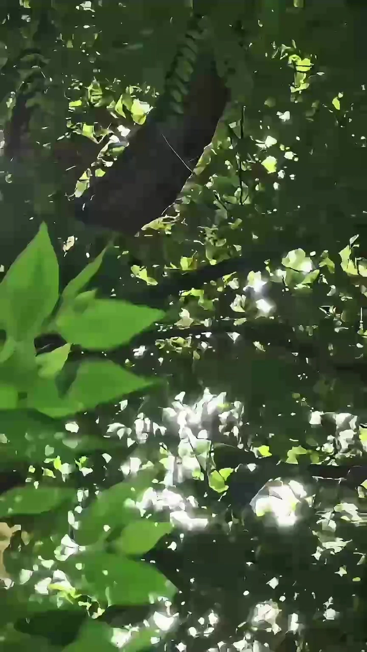 唤醒清晨