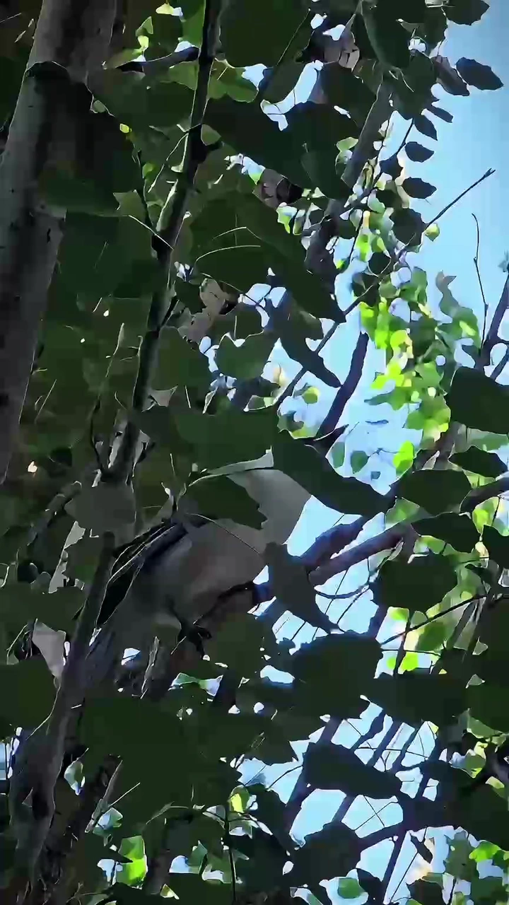 自在