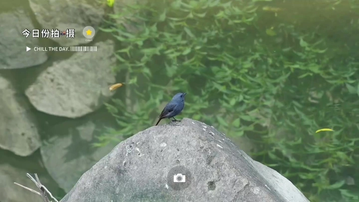红尾水鸲夫妇的甜蜜日常