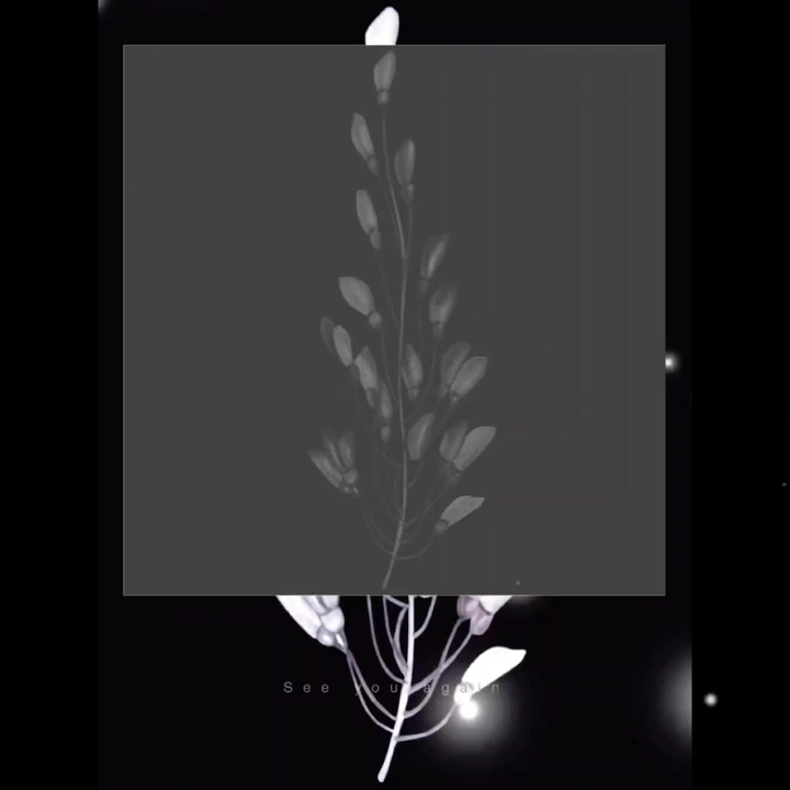 蓝色薰衣草