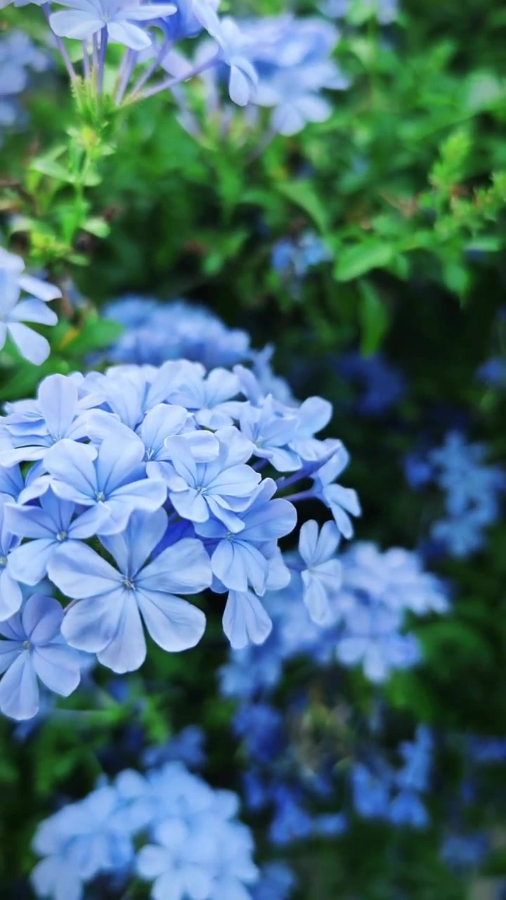 蓝雪花