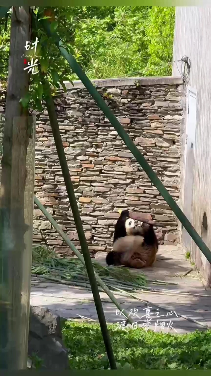 萌萌哒的大熊猫