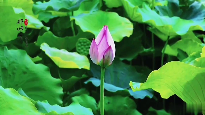 听花开的声音