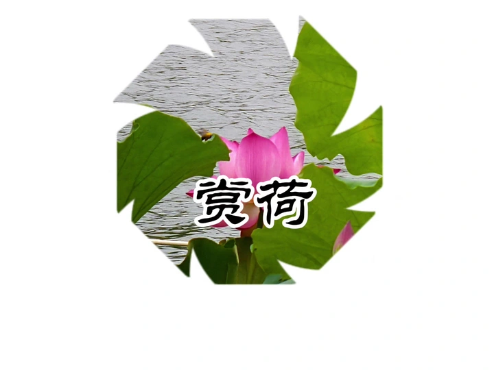 晨风中赏荷
