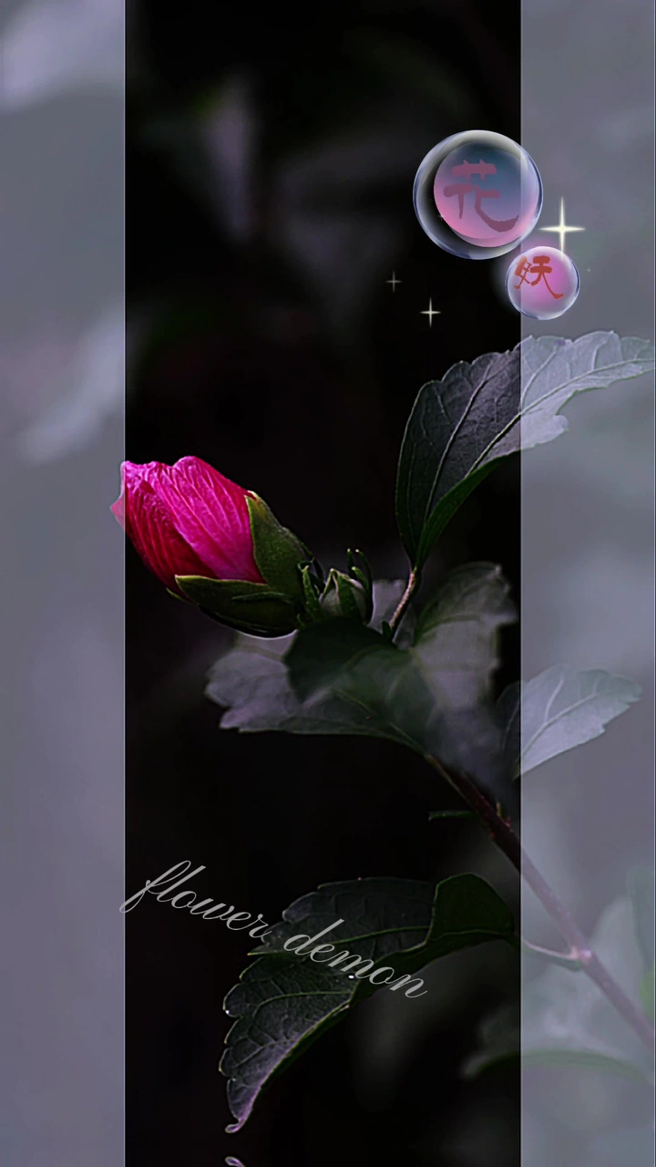 花妖·木槿花
