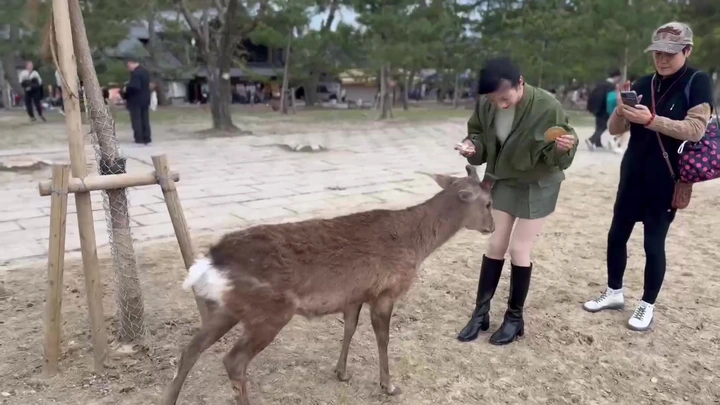 奈良の鹿