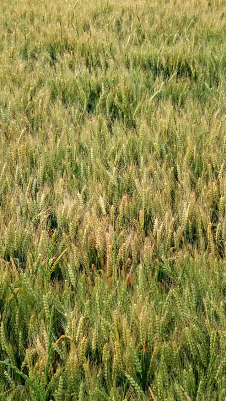 风吹麦浪