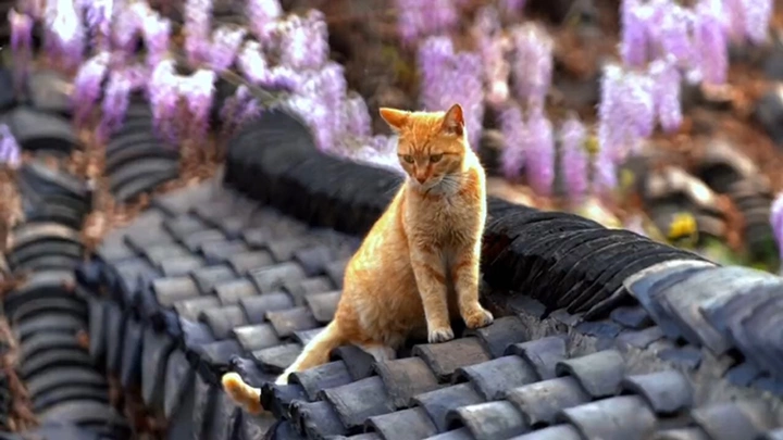 紫藤花开 屋顶长猫