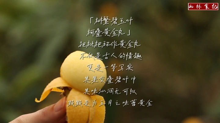 五月的滋味，必须有一味是枇杷。