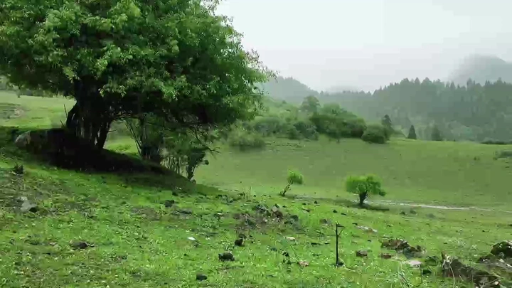 中查雨季