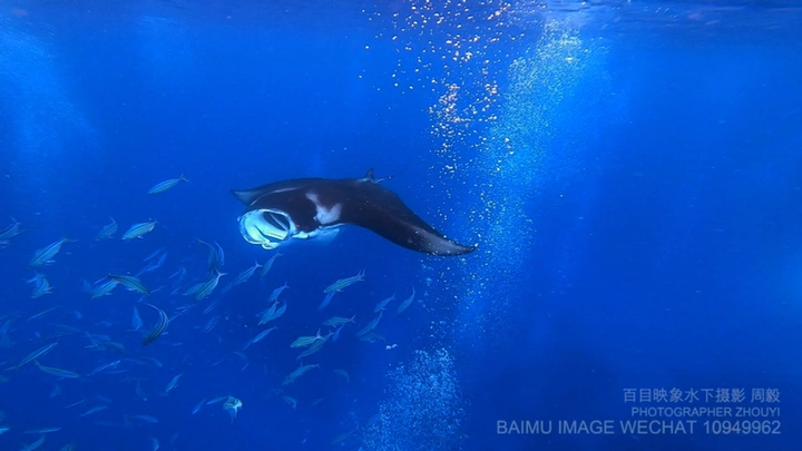manta