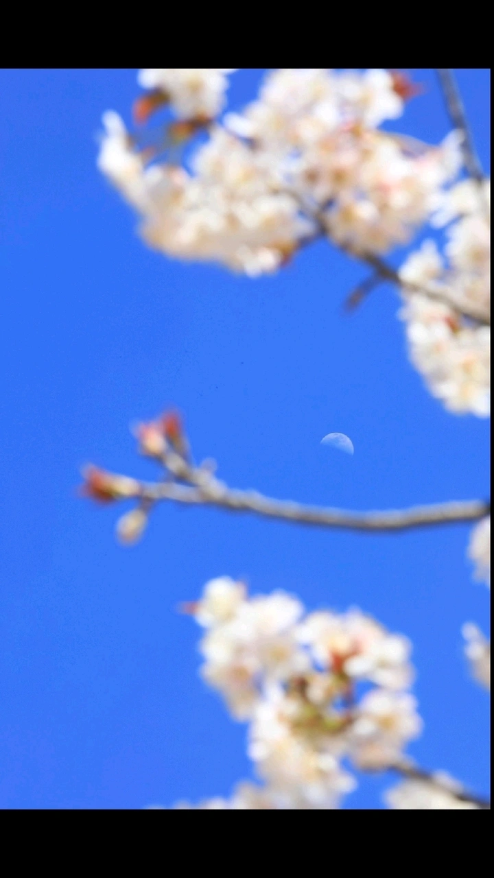 花开有声