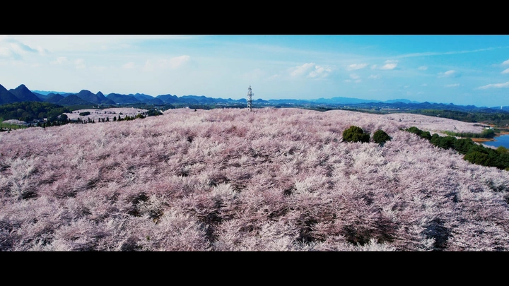 贵州 樱花