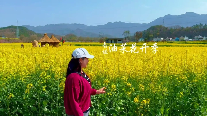 油菜花开季