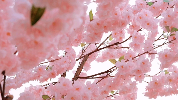 【樱花】