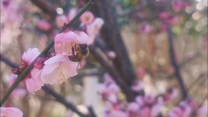 立春，冬去春暖花开