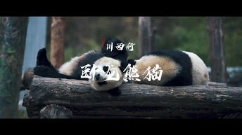 川西行-卧龙大熊猫苑&amp;巴朗山