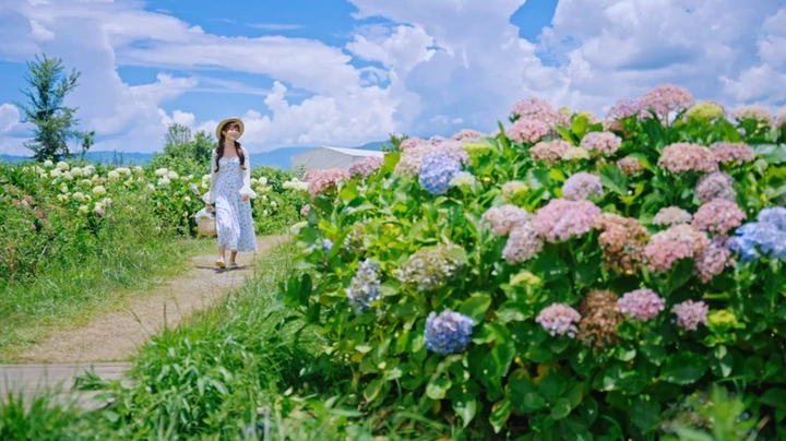 绣球花开无尽夏