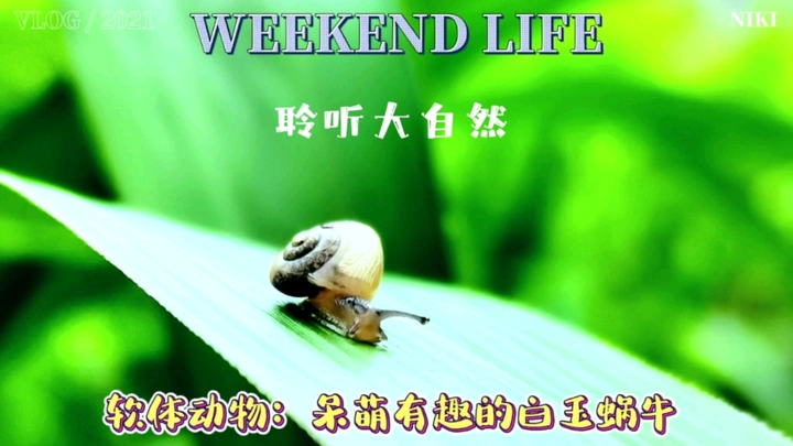 软体动物：呆萌的白玉蜗牛