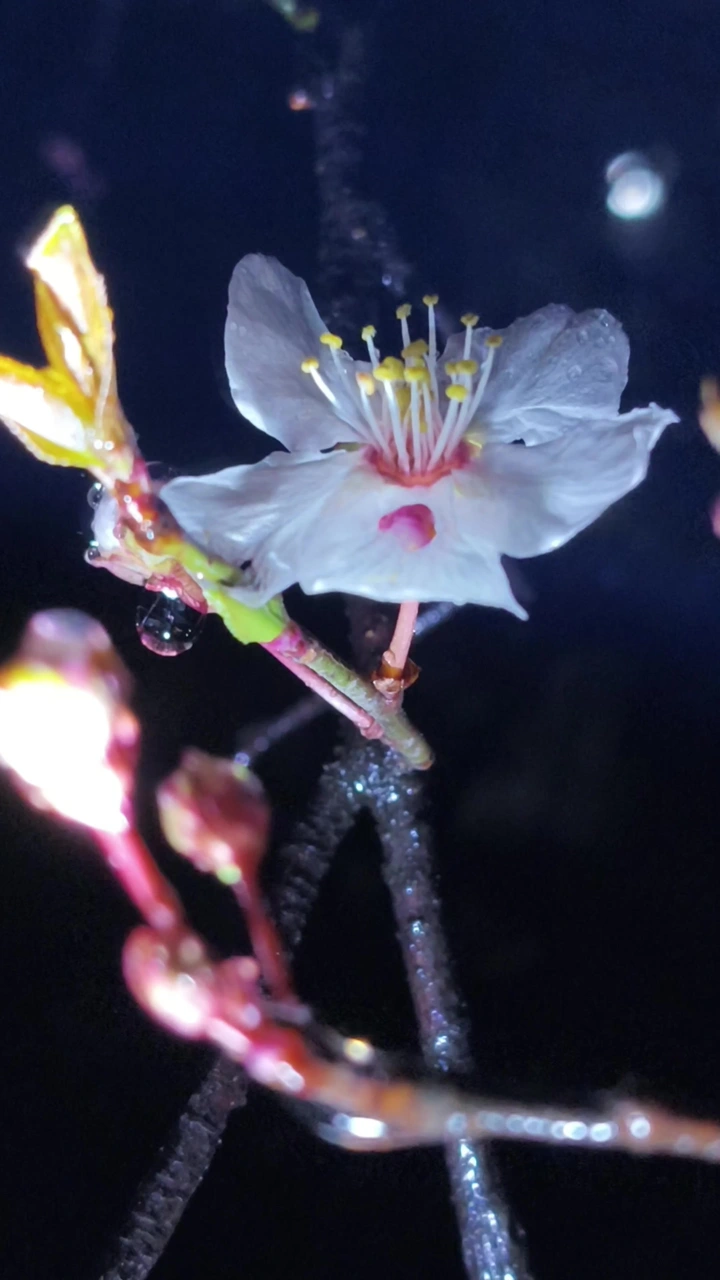 雨夜的樱桃花