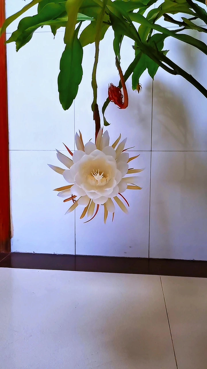 昙花一现延时摄影