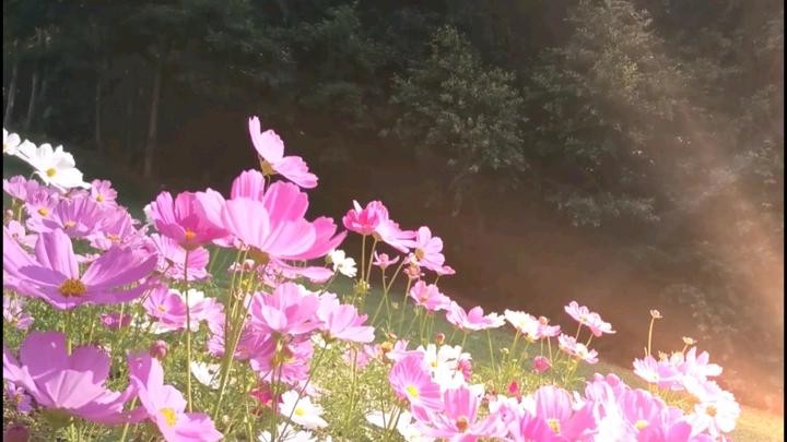 花间集