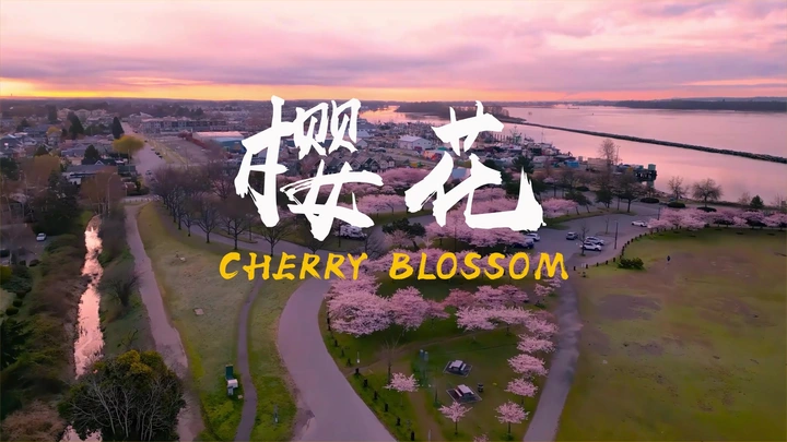 樱花季节