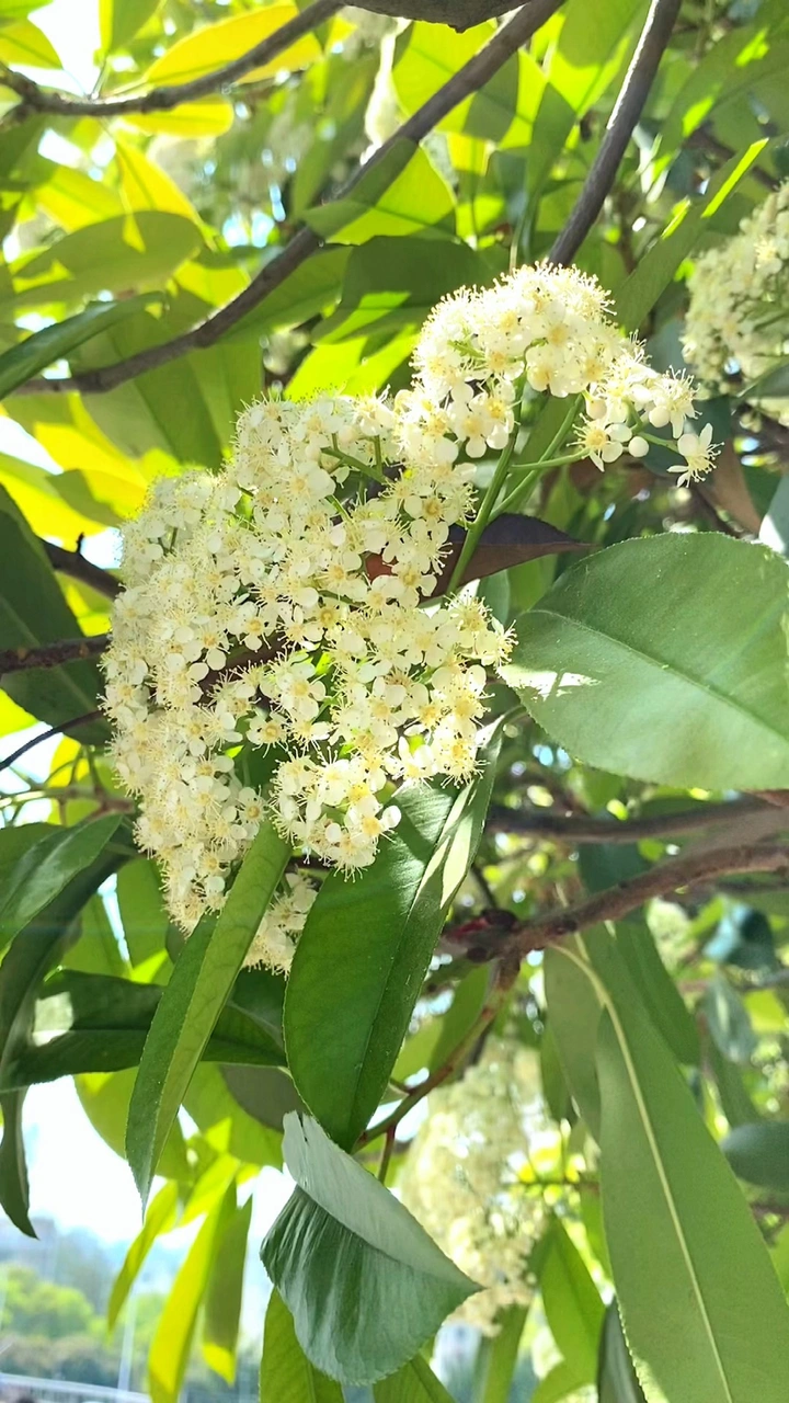 石楠花