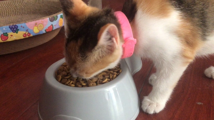 记｜猫狗大战