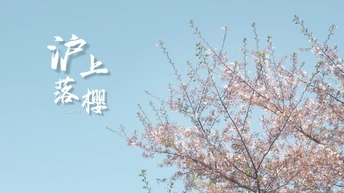 上海四月落樱季、探寻城市小确幸