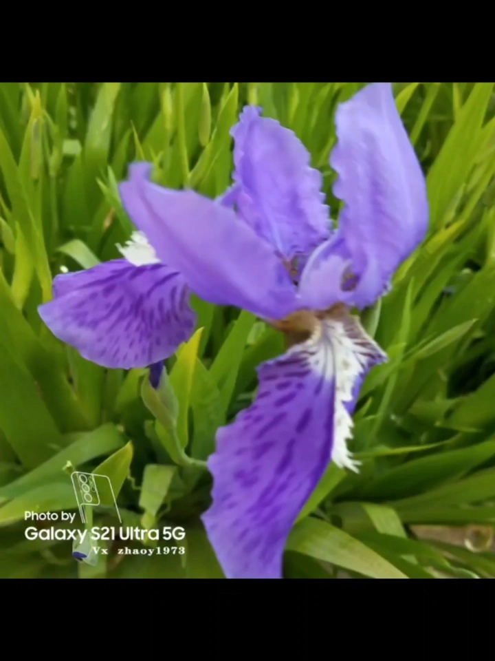 鸢尾 ✿ 精致的美丽