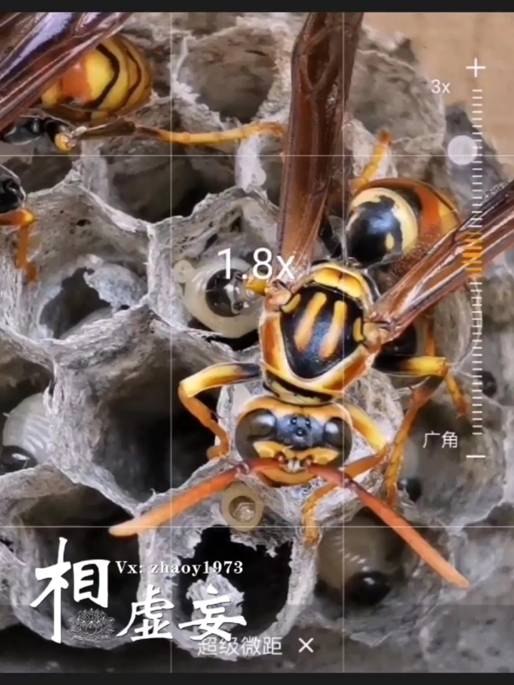 蜜蜂🐝喂宝宝