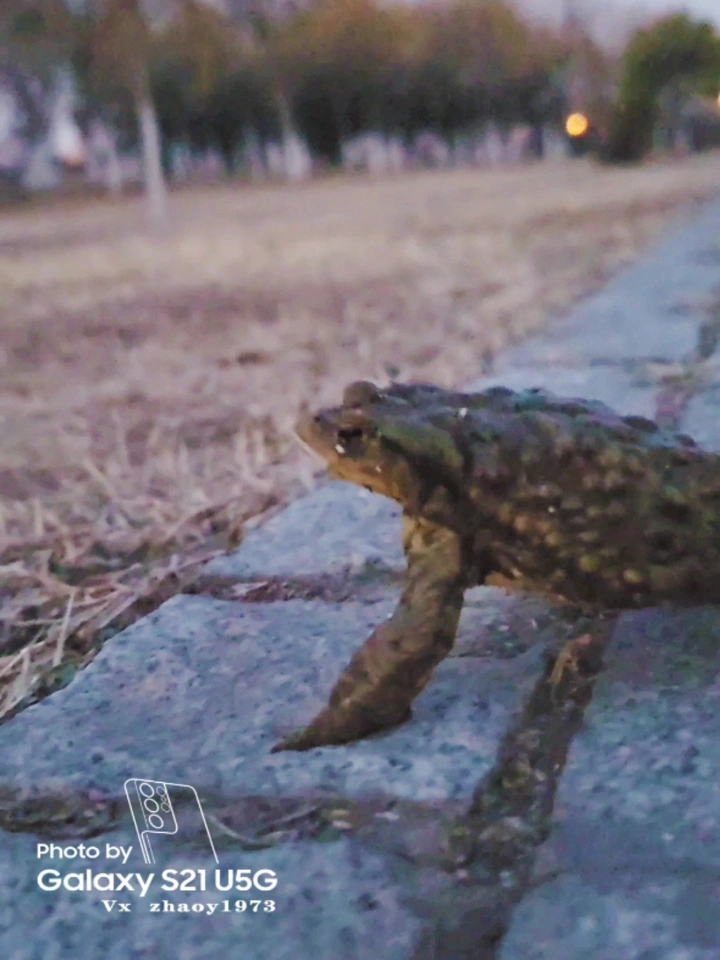 青蛙王子的凄美爱情