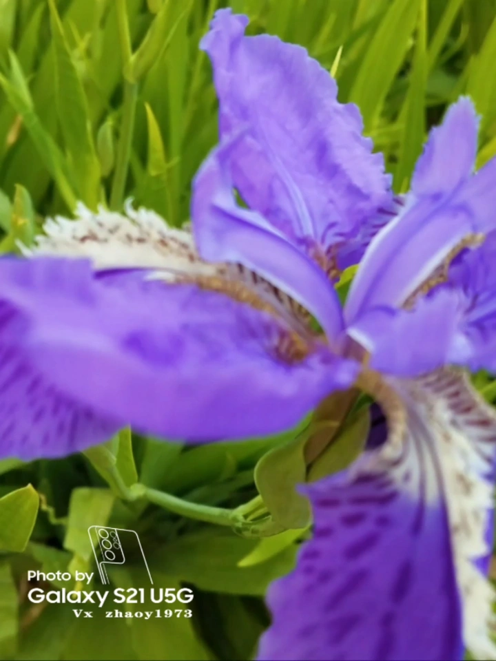 紫色鸢尾花☞爱意与吉祥